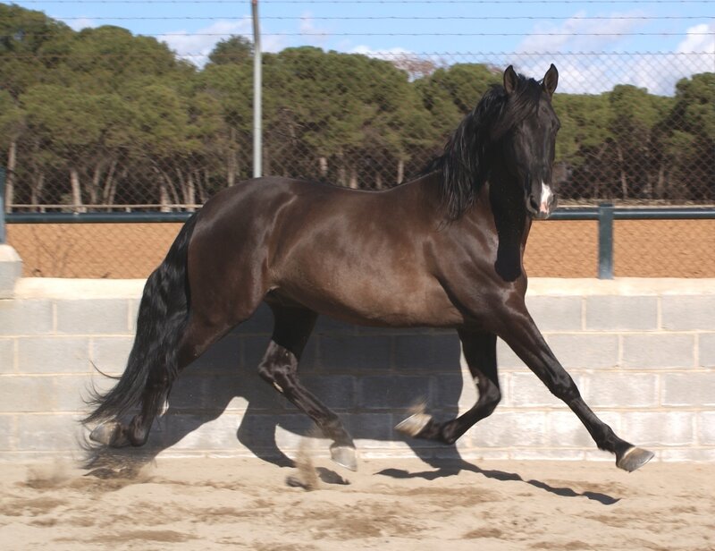 Black Horse Running — Dynamic, Afternoon, Photograph, Fence, Trees, Sand
