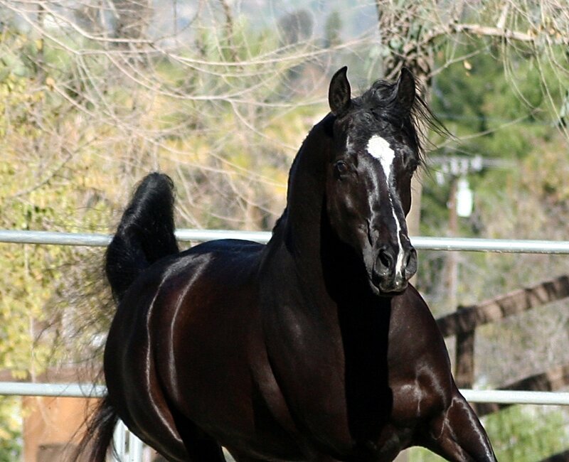 Black Horse Running — Dynamic, Afternoon, Photograph, Fence, Trees, Tail