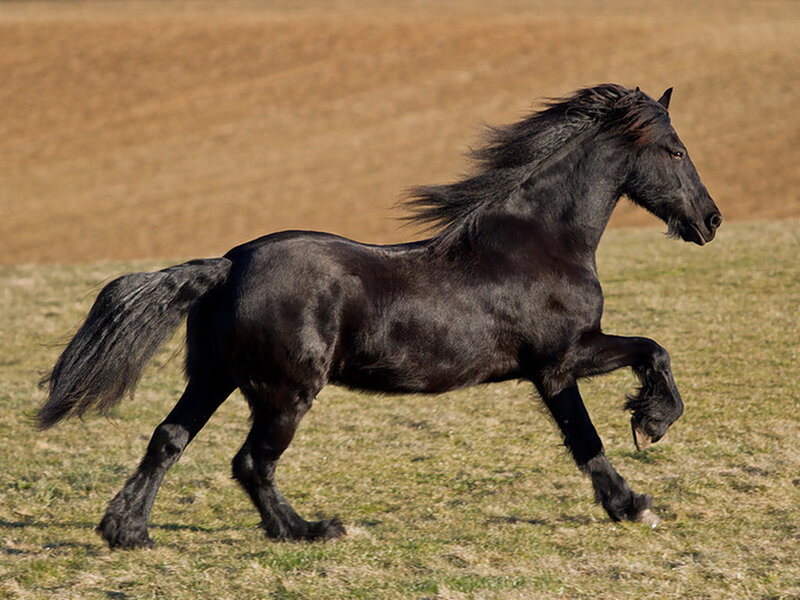 Black Horse Running — Dynamic, Afternoon, Photograph, Field, Grass