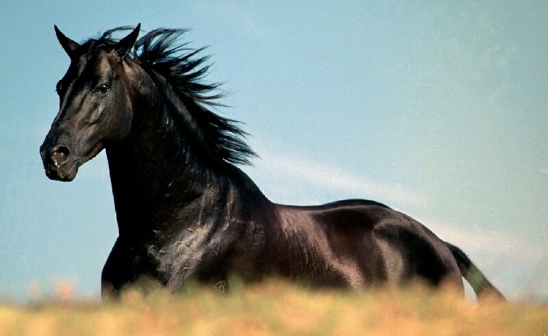 Black Horse Running — Dynamic, Afternoon, Photograph, Field, Sky, Blue