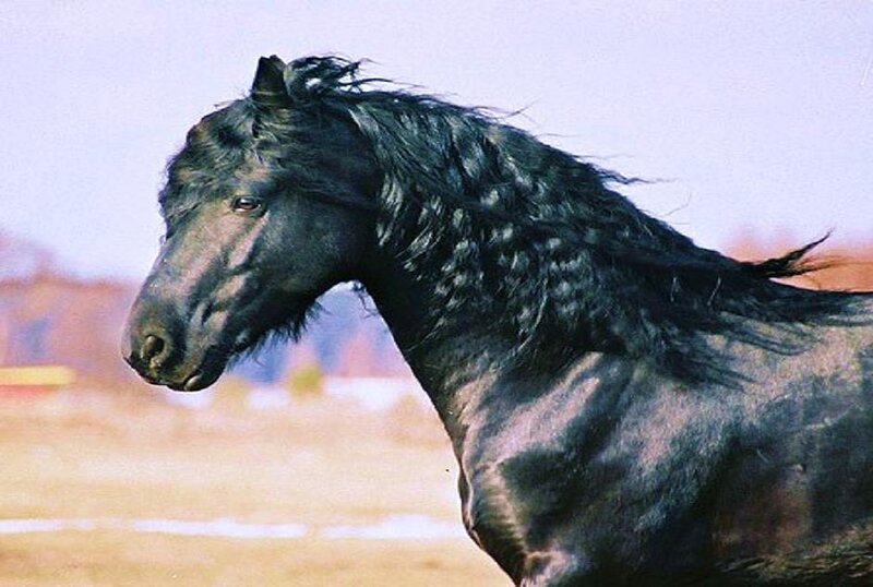 Black Horse Running — Dynamic, Afternoon, Photograph, Field, Sky, Brown