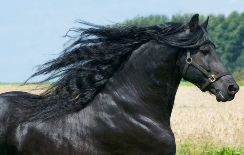 Black Horse Running — Dynamic, Afternoon, Photograph, Field, Sky