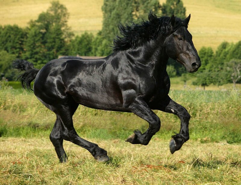Black Horse Running — Dynamic, Afternoon, Photograph, Field