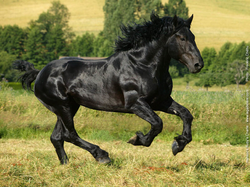 Black Horse Running — Dynamic, Afternoon, Photograph, Field, Trees, Grass, Green
