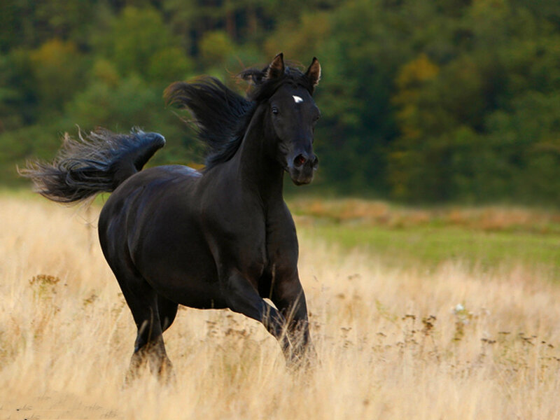 Black Horse Running — Dynamic, Afternoon, Photograph, Field, Trees, Grass