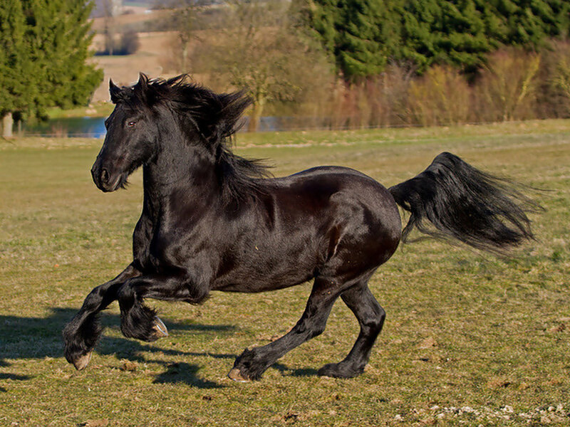 Black Horse Running — Dynamic, Afternoon, Photograph, Field, Trees