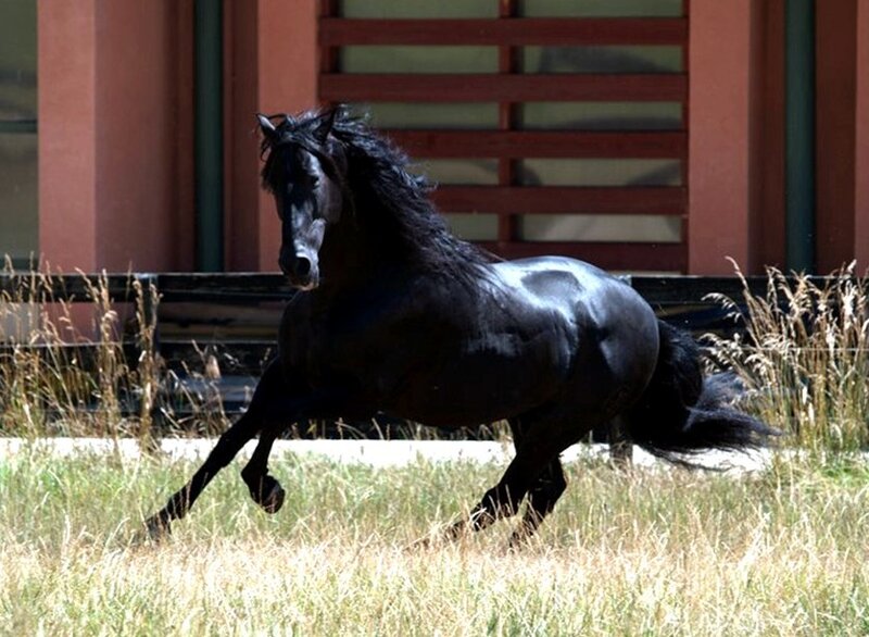 Black Horse Running — Dynamic, Afternoon, Photograph, Grass, Building, Fence