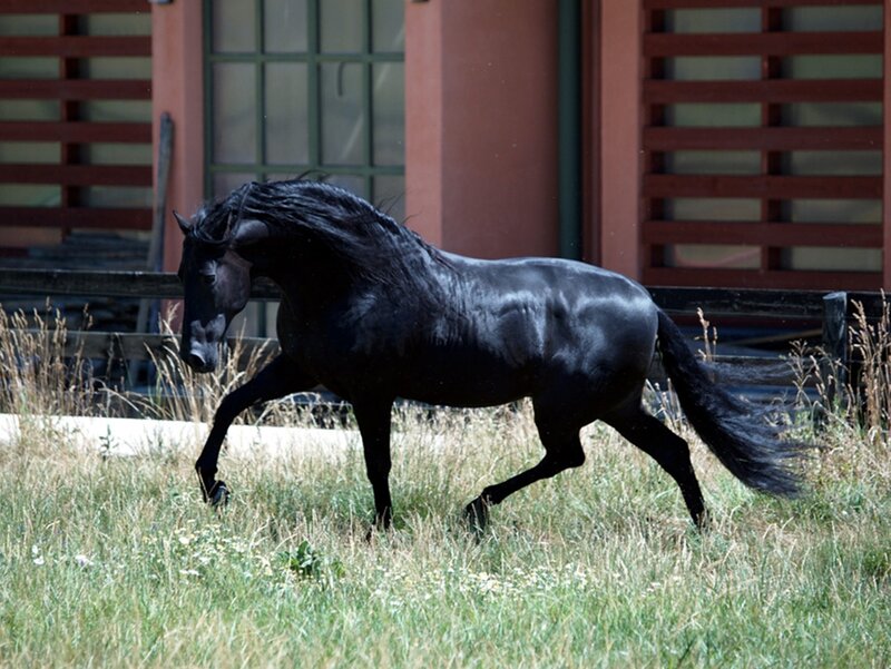 Black Horse Running — Dynamic, Afternoon, Photograph, Grass, Building