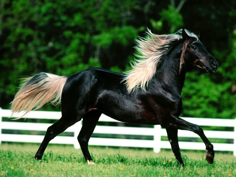 Black Horse Running — Dynamic, Afternoon, Photograph, Grass, Fence, Trees, Green