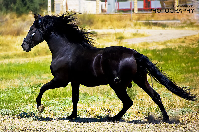 Black Horse Running — Dynamic, Afternoon, Photograph, Grass Field, Dirt Path