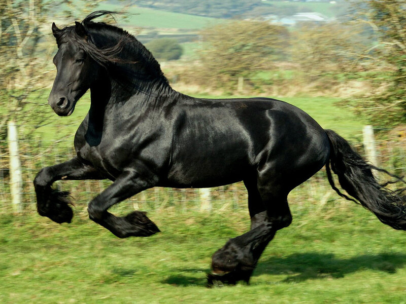 Black Horse Running — Dynamic, Afternoon, Photograph, Grass Field, Fence