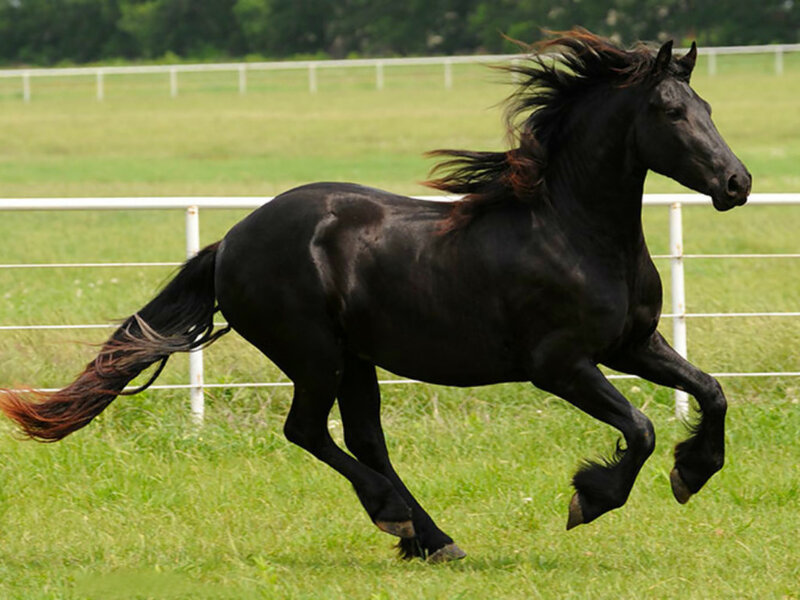 Black Horse Running — Dynamic, Afternoon, Photograph, Grass Field, Fence, Trees