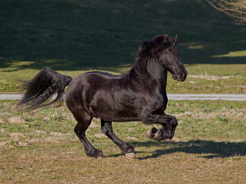 Black Horse Running — Dynamic, Afternoon, Photograph, Grass Field, Tail