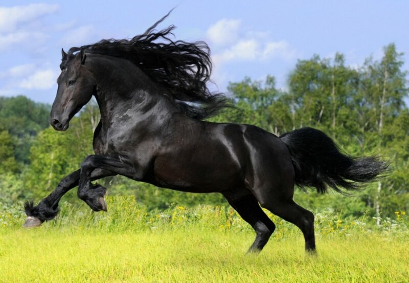 Black Horse Running — Dynamic, Afternoon, Photograph, Grass Field