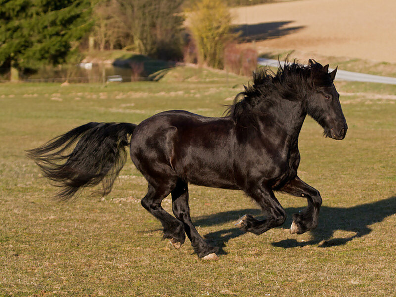 Black Horse Running — Dynamic, Afternoon, Photograph, Grass Field, Trees