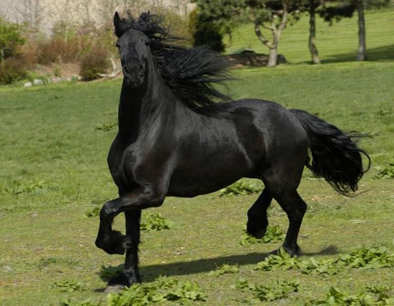Black Horse Running — Dynamic, Afternoon, Photograph, Grass Field, Trees, Wind