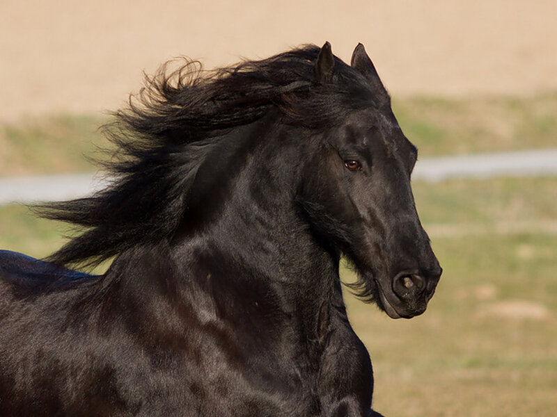Black Horse Running — Dynamic, Afternoon, Photograph, Grass, Sky