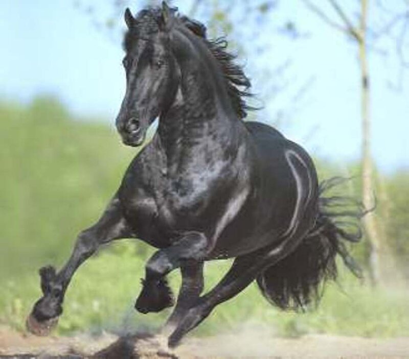 Black Horse Running — Dynamic, Afternoon, Photograph, Grass