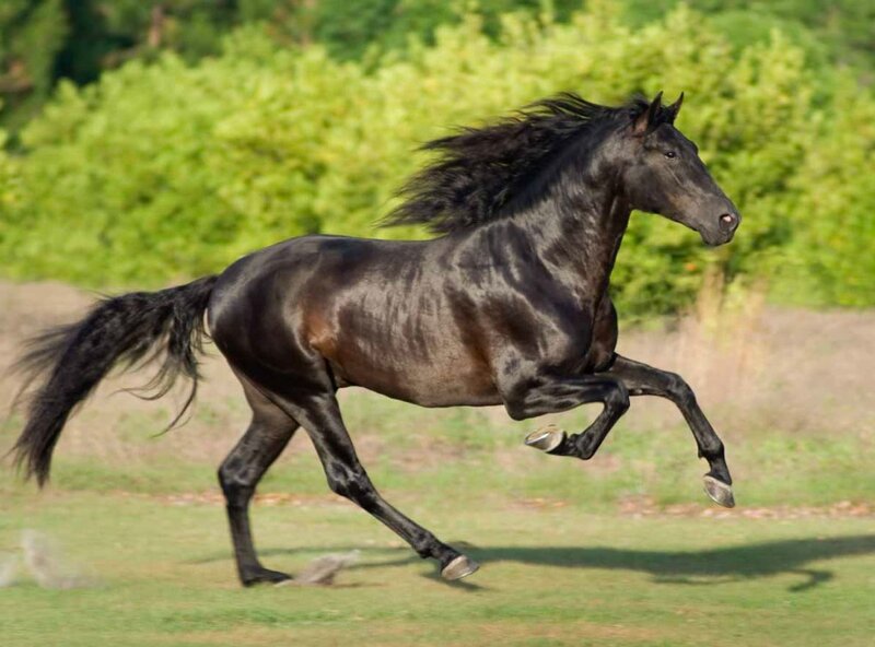 Black Horse Running — Dynamic, Afternoon, Photograph, Grass, Trees, Field