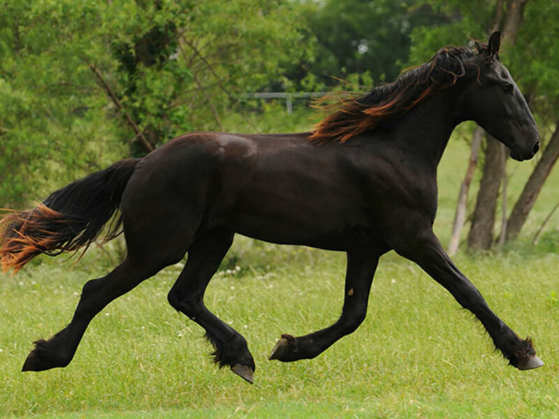 Black Horse Running — Dynamic, Afternoon, Photograph, Grass, Trees
