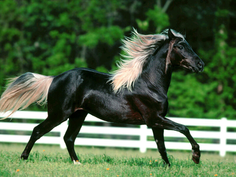 Black Horse Running — Dynamic, Afternoon, Photograph, Grass, White Fence