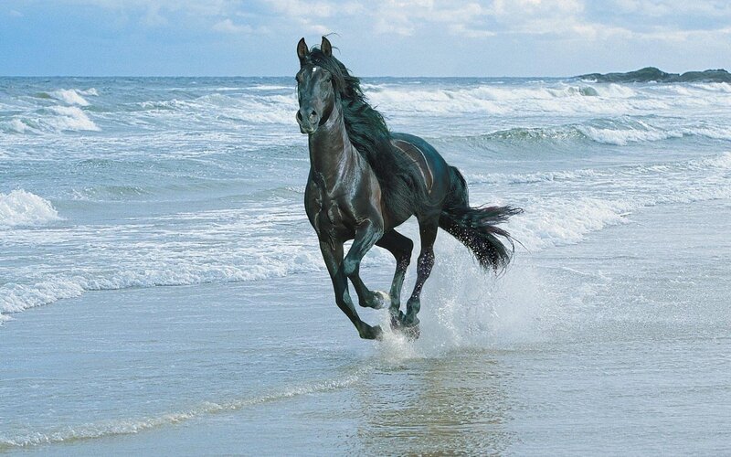 Black Horse Running — Dynamic, Afternoon, Photograph, Ocean, Waves