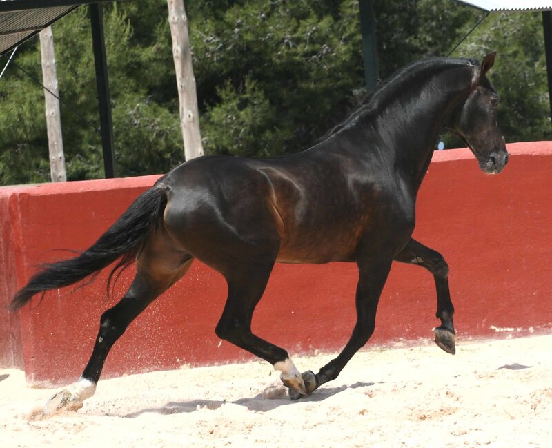Black Horse Running — Dynamic, Afternoon, Photograph, Red Wall