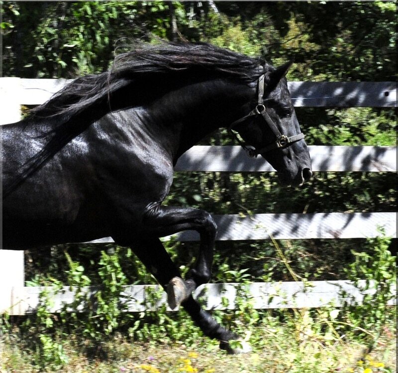 Black Horse Running — Dynamic, Afternoon, Photograph
