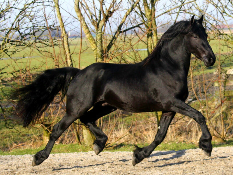Black Horse Running — Dynamic, Afternoon, Photograph, Trees, Field