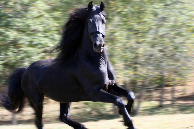 Black Horse Running — Dynamic, Afternoon, Photograph, Trees