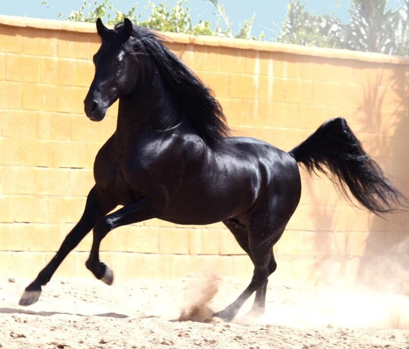 Black Horse Running — Dynamic, Afternoon, Photograph, Wall
