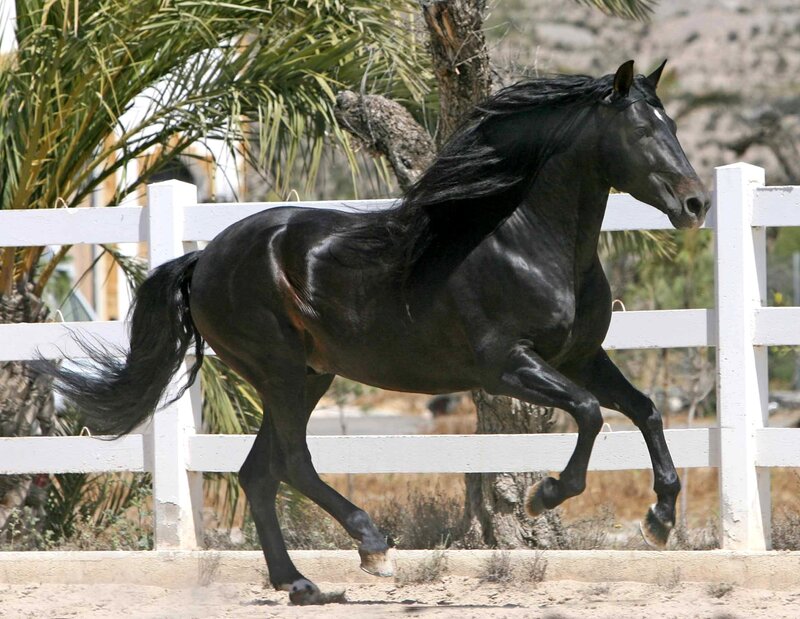 Black Horse Running — Dynamic, Afternoon, Photograph, White Fence