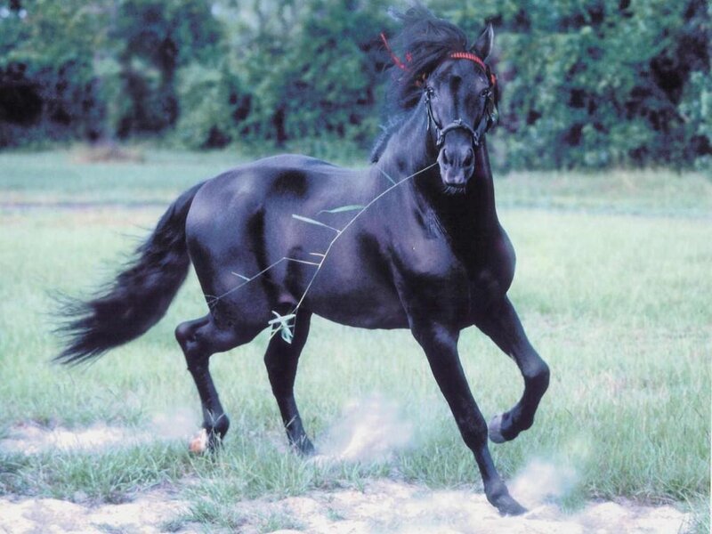 Black Horse Running — Dynamic, Afternoon