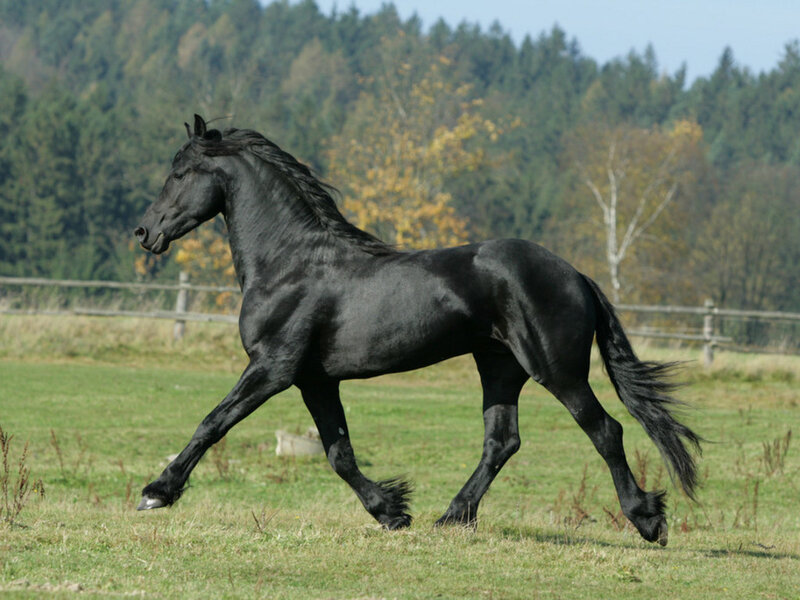 Black Horse Running — Dynamic, Autumn, Photograph, Field, Fence