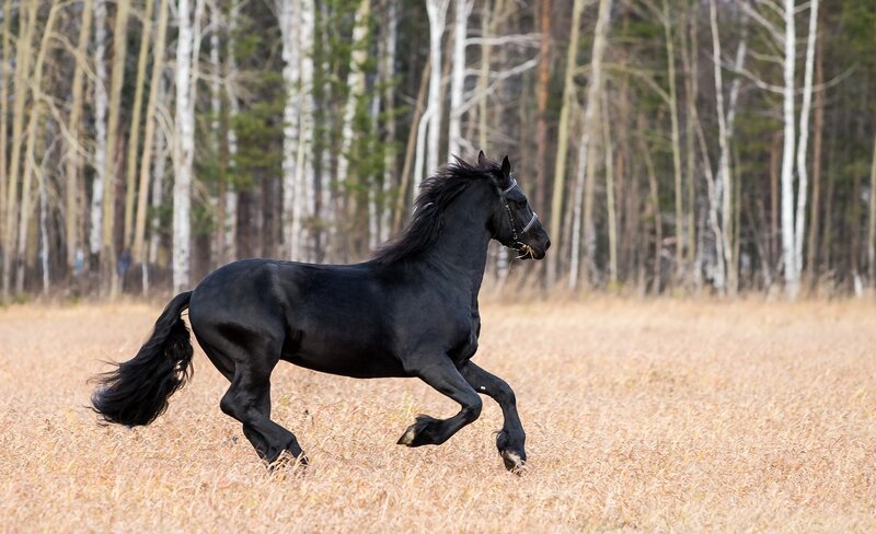 Black Horse Running — Dynamic, Autumn, Photograph, Field