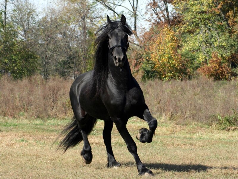 Black Horse Running — Dynamic, Autumn, Photograph, Field, Trees, Sky