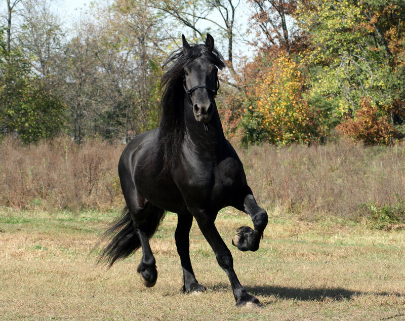 Black Horse Running — Dynamic, Autumn, Photograph, Field, Trees