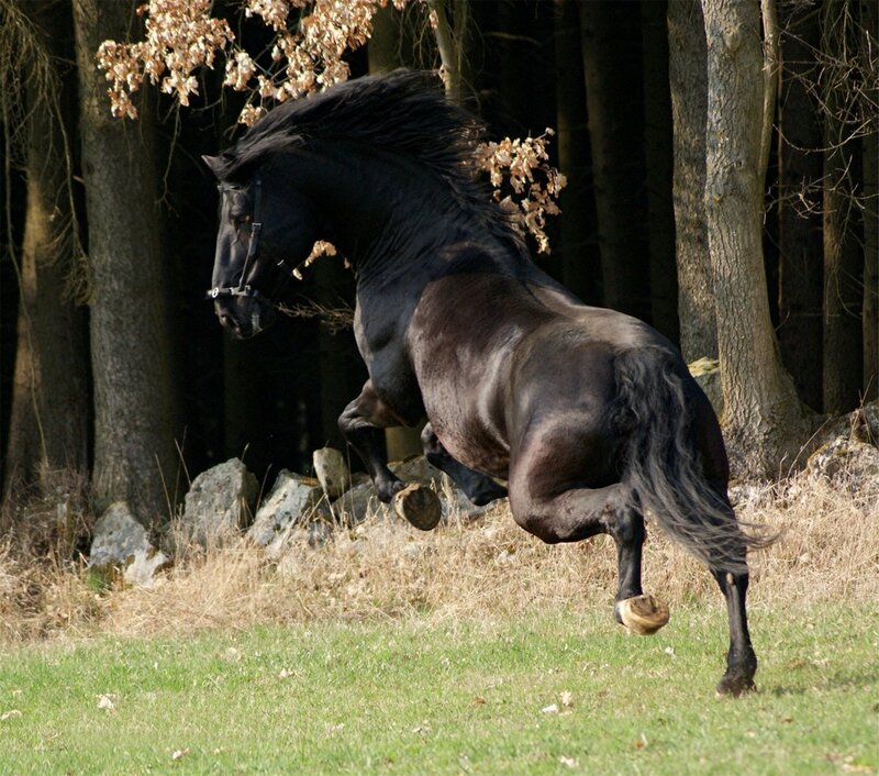 Black Horse Running — Dynamic, Autumn, Photograph, Forest