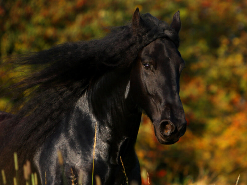 Black Horse Running — Dynamic, Autumn, Photograph, Grass