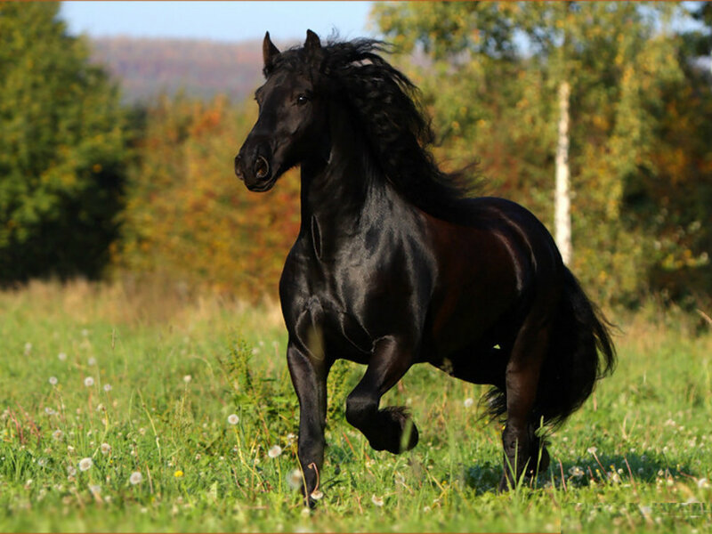 Black Horse Running — Dynamic, Autumn, Photograph, Grass, Trees