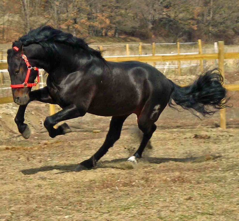 Black Horse Running — Dynamic, Autumn, Photograph, Red Halter