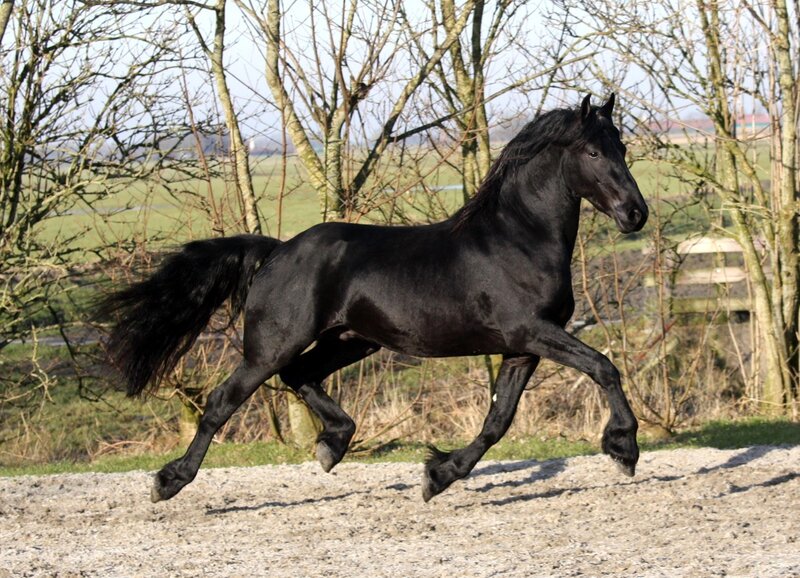 Black Horse Running — Dynamic, Autumn, Photograph