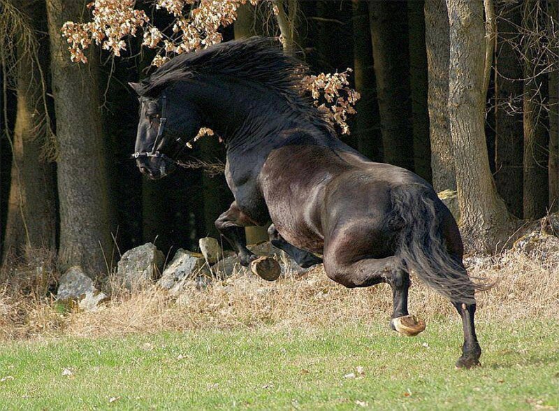 Black Horse Running — Dynamic, Autumn, Photograph, Trees, Grass