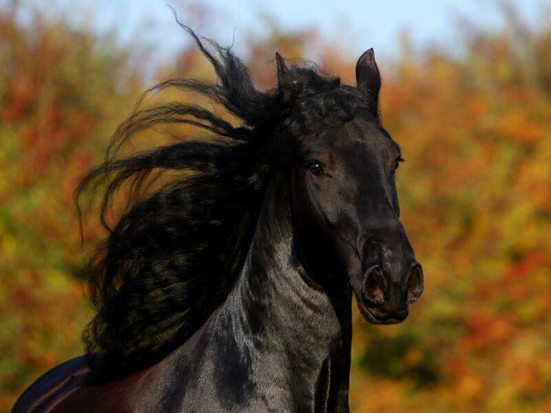 Black Horse Running — Dynamic, Autumn, Photograph, Trees