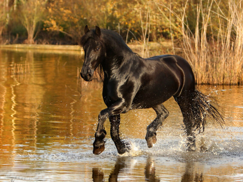 Black Horse Running — Dynamic, Autumn, Photograph, Water
