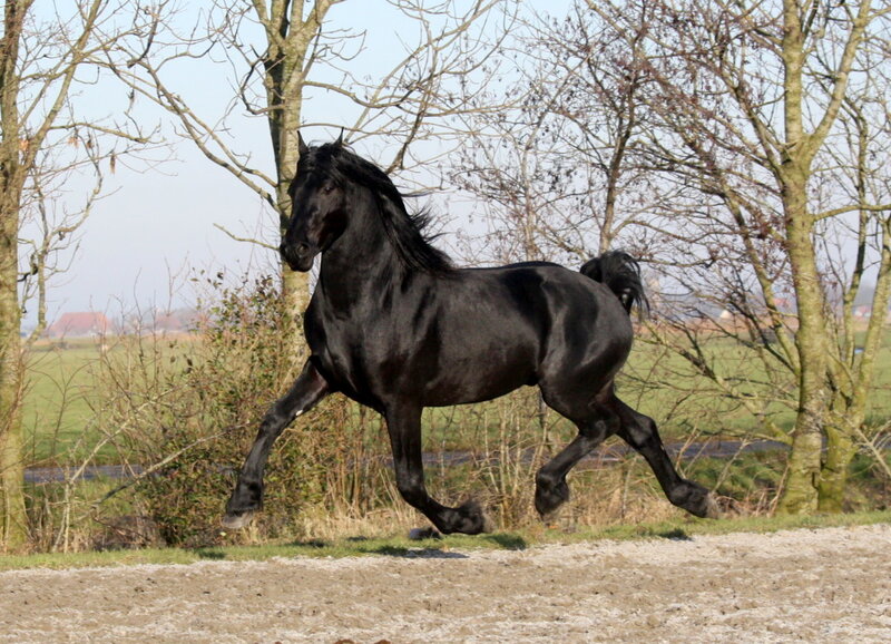Black Horse Running — Dynamic, Autumn