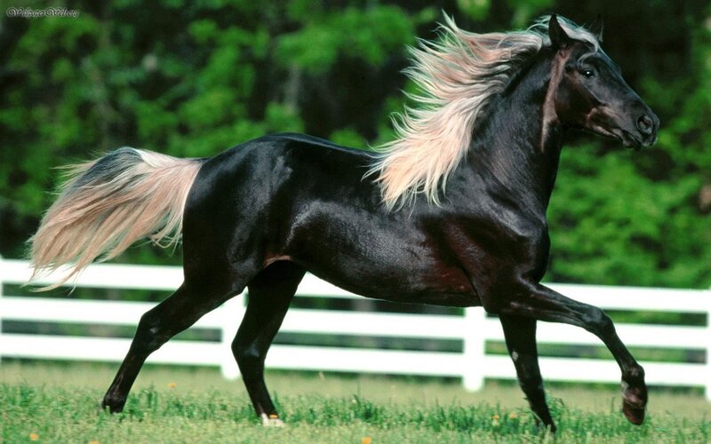 Black Horse Running — Dynamic, Daytime, Photograph, Grass