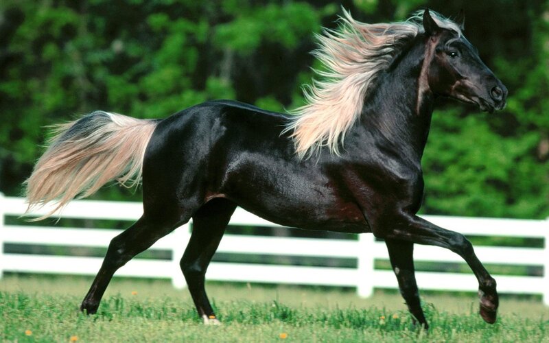 Black Horse Running — Dynamic, Daytime, Photograph