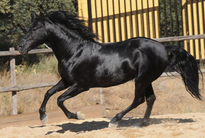Black Horse Running — Dynamic, Daytime