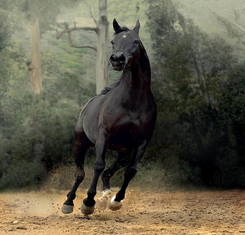Black Horse Running — Dynamic, Photograph, Dirt Path
